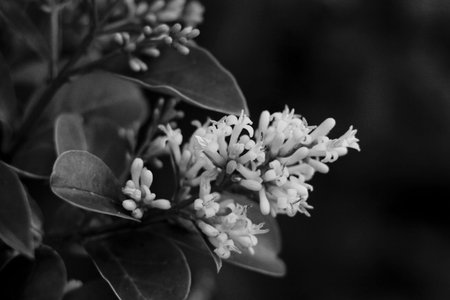 Small White Flowers in black and whiteの写真素材