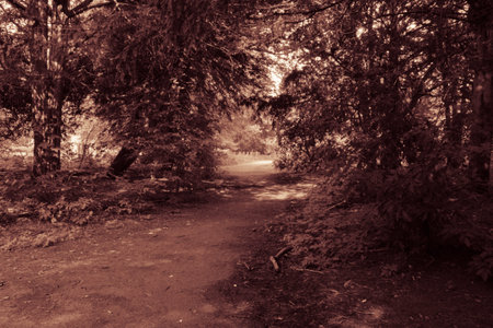 Path through the woods