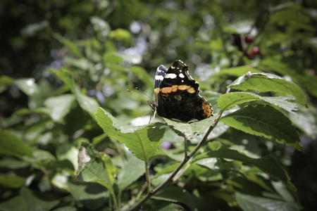 black and orange butterflyの写真素材
