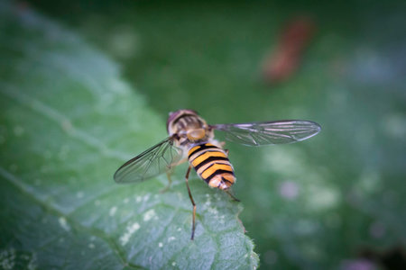 black and gold insect