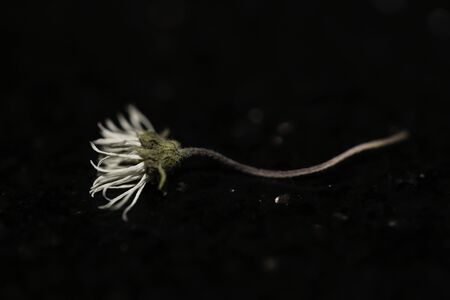 Dead Daisyの写真素材