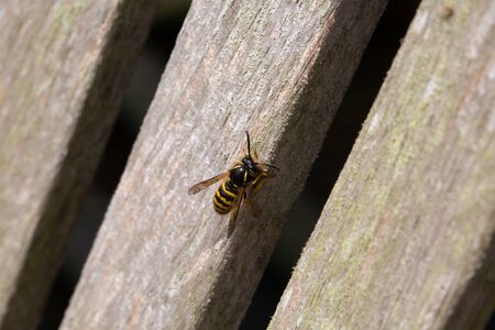 Wasp forraging for celluloseの写真素材
