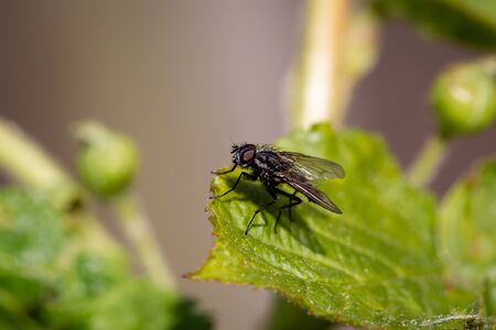 Fly taking a restの写真素材