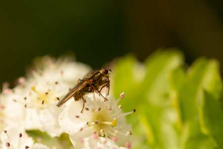 Fly resting on white flowersの写真素材