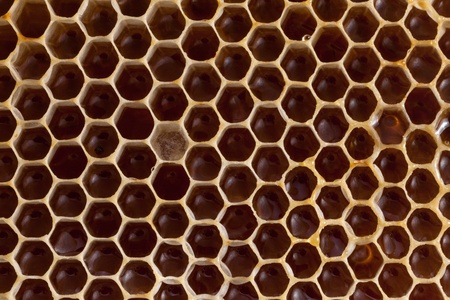 Fresh organic honey in combの写真素材