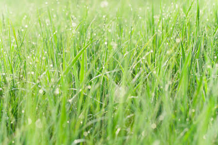Morning outdoors shot of water drops on the green grass with bokeh on backgroundの写真素材