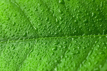 Green leaf with water drops