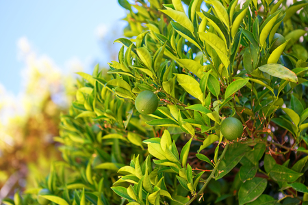 Ripening oranges on a branch of orange tree - Croatia, Brac islandの写真素材