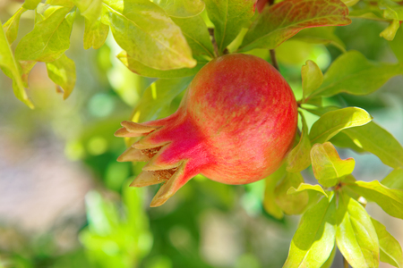 Close up shot of pomegranate ripening on a pomegranate-tree - Croatia, Brac islandの写真素材
