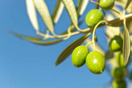 Close up shot of green olives on an olive tree branchの写真素材