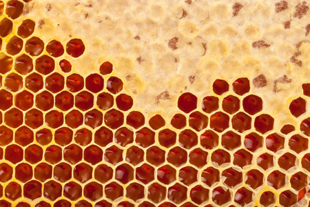 Fresh organic honey in a comb - healthy eating - close up studio shot