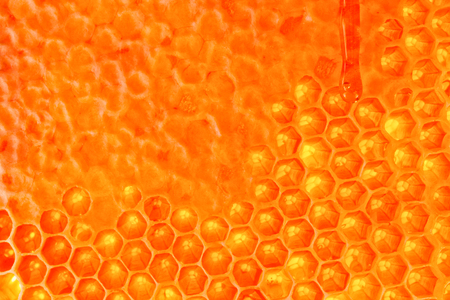 Fresh organic honey in a comb - healthy eating conceptの写真素材