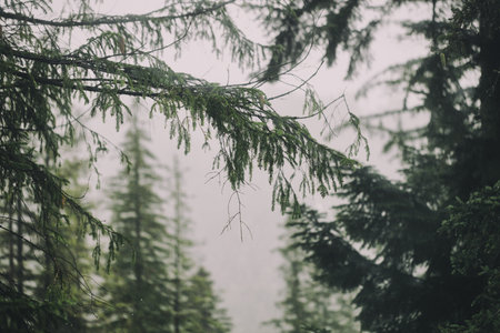 Soft mist clings to towering trees, creating an enchanting atmosphere in the quiet woods