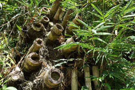 Bamboo in the garden of the tropical island of Borneo.の写真素材