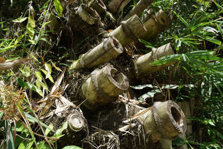 Coconut tree in tropical forest, Bali island, Indonesiaの写真素材