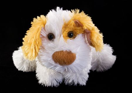 teddy dogの写真素材