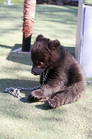 Bear on a chain in a zooの写真素材