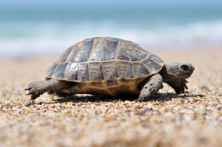 Turtle , turkey alanyaの写真素材