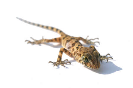lizard on a branchの写真素材