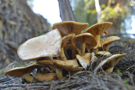 mushroom in the forestの写真素材