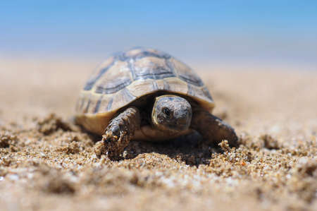 Testudo hermanni tortoiseon a white isolated background beachの写真素材