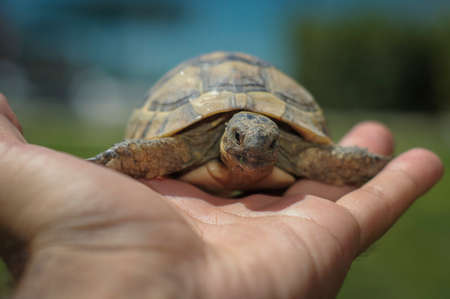 Testudo hermanni tortoiseon a white isolated background beachの写真素材