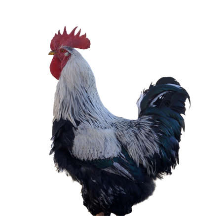 Colorful rooster or fighting cock in the farmの写真素材