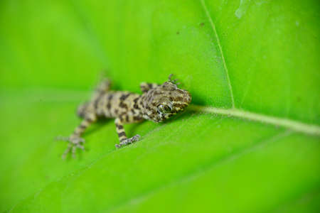 frog in the grassの写真素材