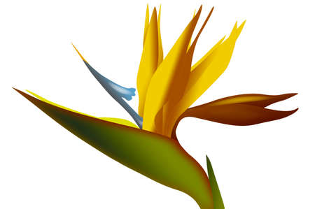 strelezia, Bird of Paradise flowerの写真素材