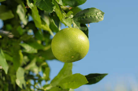 Close up kumquats, Fortunella sp, resembling oranges andの写真素材