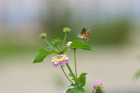 orange flower in the gardenの写真素材