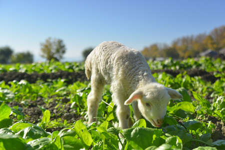 sheep on the meadowの写真素材