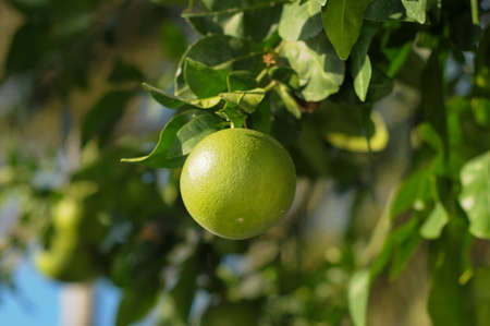 Close up kumquats, Fortunella sp, resembling oranges andの写真素材