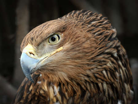 American bald eagle portraitの写真素材