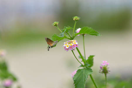 orange flower in the gardenの写真素材