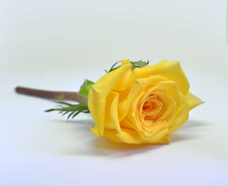 red rose isolated on white backgroundの写真素材