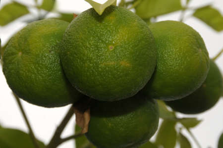 Close up kumquats, Fortunella sp, resembling oranges andの写真素材