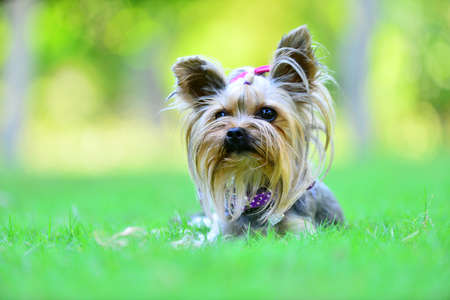 dog in the grassの写真素材