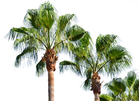 Date palm tree with datesの写真素材