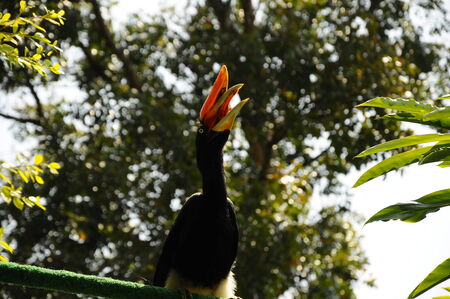 The Rhinoceros Hornbill or Buceros rhinoceros is one of the largest hornbills, adults being approximately the size of a swan, 91?122 cm long and weighing 2?3 kg. The Rhinoceros Hornbill lives in captivity for up to 90 yearsの写真素材