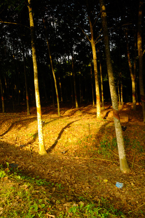 Rubber trees or Hevea brasiliensis are plants that produce latex. の写真素材