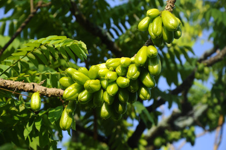 Averrhoa bilimbi commonly known as bilimbi, cucumber tree, or tree sorrel is a fruit-bearing tree of the genus Averrhoa, family Oxalidaceae. It is a close relative of carambola tree.の写真素材