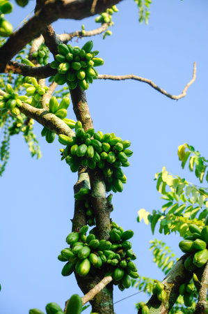 Averrhoa bilimbi commonly known as bilimbi, cucumber tree, or tree sorrel is a fruit-bearing tree of the genus Averrhoa, family Oxalidaceae. It is a close relative of carambola tree.の写真素材