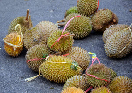 Pile of durian fruit also known as King of Fruit tied togetherの写真素材