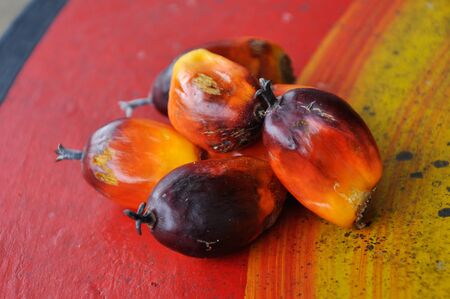 Group of palm oil fruitsの写真素材