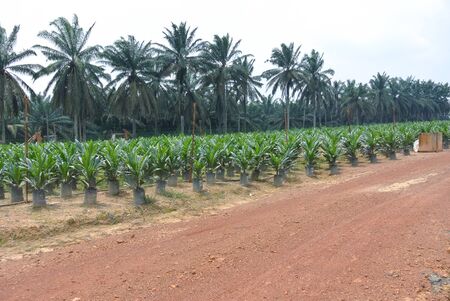 Young palm oil trees planted in the plastic bag in before transfer it to the palm oil farm. sia.の写真素材