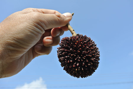 MERSING, MALAYSIA  AUGUST 30, 2015: The pulasan, Nephelium mutabile Blume is often called wild...