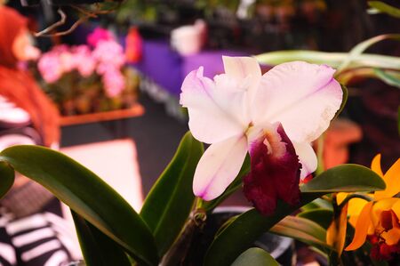 Colorful tropical & exotic orchids flower in plants nursery.の写真素材