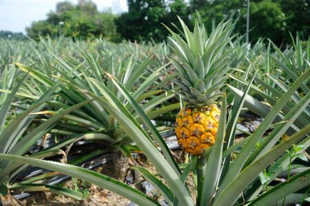 SELANGOR, MALAYSIA DECEMBER 03, 2016 : Views on pineapple farms located in Serdang, Selangor, Malaysia. There are already ripe pineapple.のeditorial素材