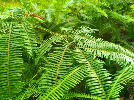 Ferns grow wild in the tropics. Shoots can be used as traditional food. Shrubs of ferns can help...